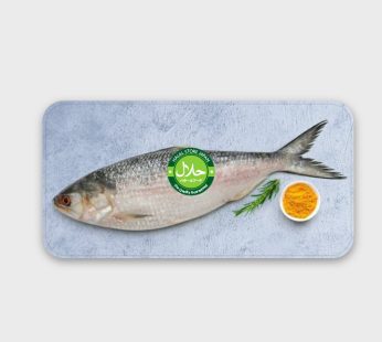 Whole Hilsa Fish– 1.1 to 1.2kg